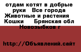 отдам котят в добрые руки - Все города Животные и растения » Кошки   . Брянская обл.,Новозыбков г.